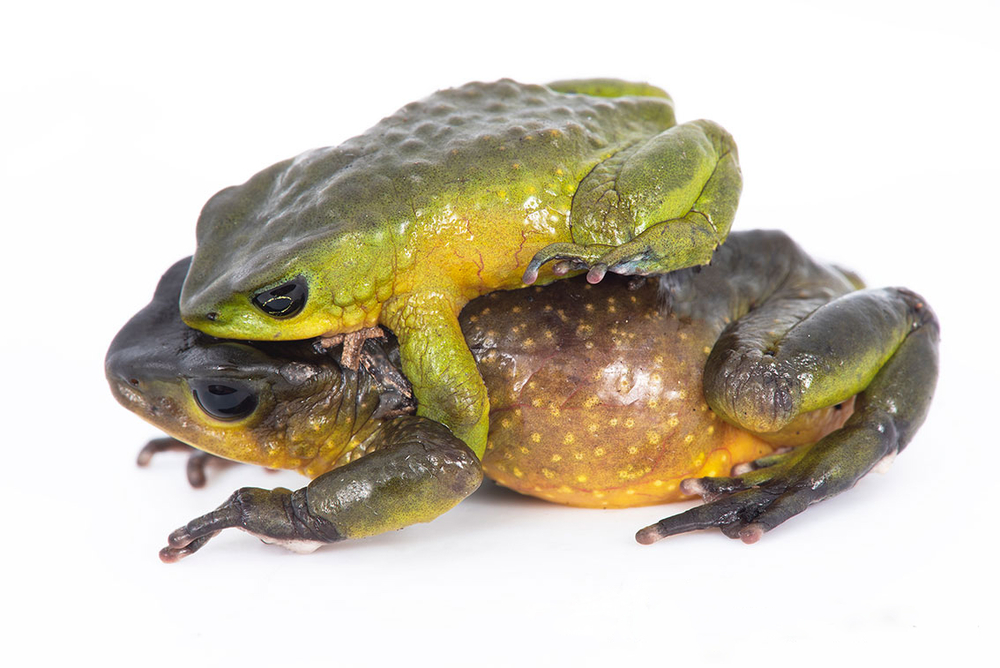 Atelopus exiguus frog