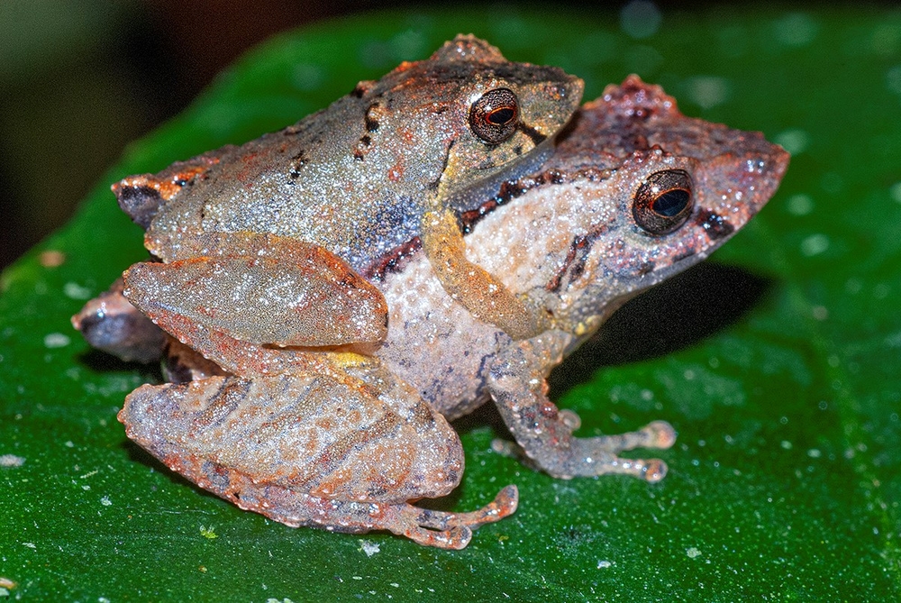 Żaba Pristimantis koki siedząca na grzbiecie drugiego osobnika tego samego gatunku