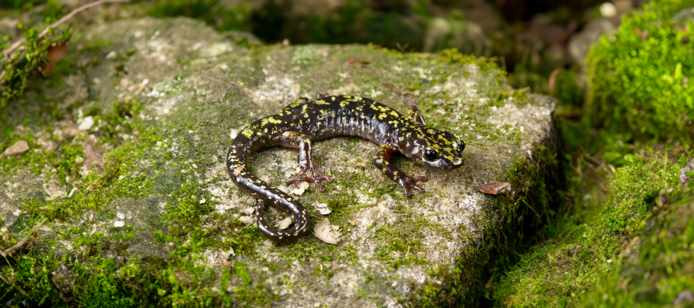 Aneides caryaensis salamander