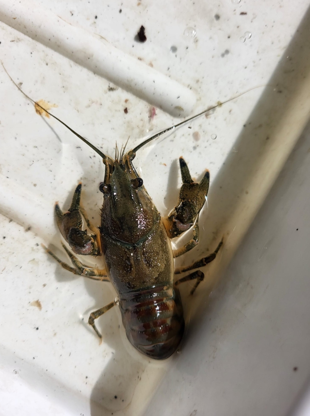 One of the crustaceans – a crayfish – caught during research conducted by the student
