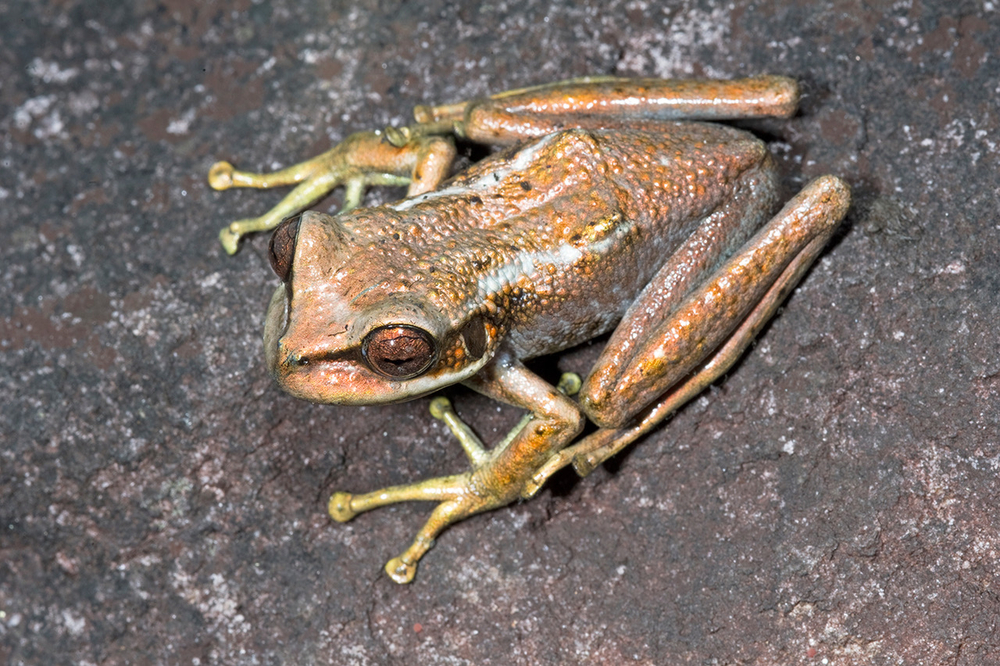 Stefania lathropae frog