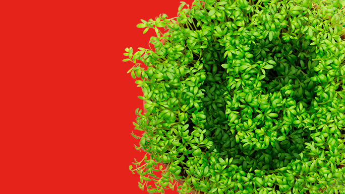 Easter banner showing cress against a red background